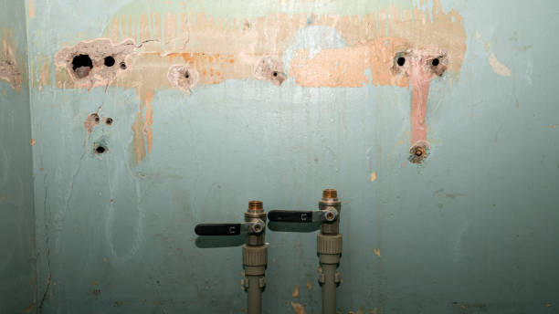 Best Mold removal after water damage  in Wheatland, WY